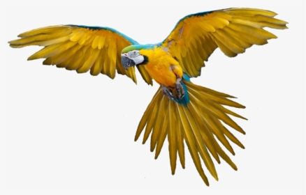 Bird Flying Gif Png, Transparent Png, Free Download