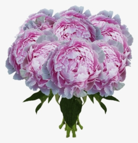 Light Pink Peonies - Rosa × Centifolia, HD Png Download, Free Download