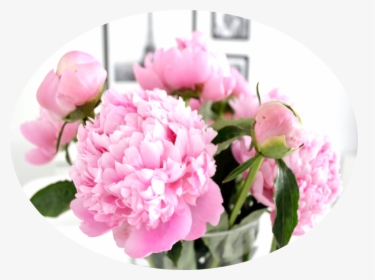 Pink Peonies - Common Peony, HD Png Download, Free Download