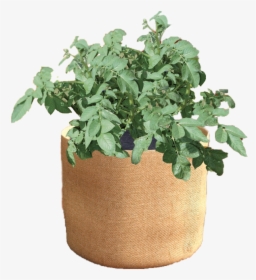 Flowerpot, HD Png Download, Free Download