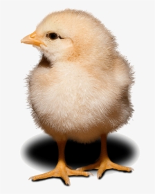 Chick, HD Png Download, Free Download