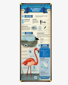 Greater Flamingo, HD Png Download, Free Download