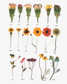 Dry Flowers Tumblr Png, Transparent Png, Free Download