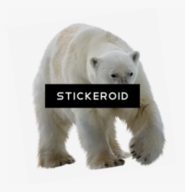 Polar White Bear - Polar Bears No Background, HD Png Download, Free Download