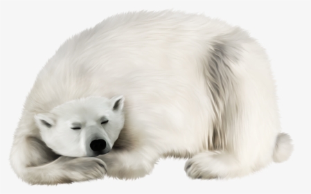 Now You Can Download Polar Bear Transparent Png Image, Png Download, Free Download
