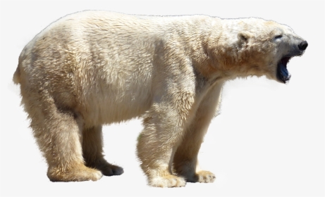 Eisbär Png, Transparent Png, Free Download