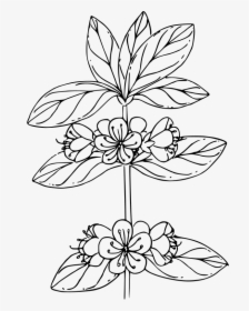 White Mountain Azalea - Illustration, HD Png Download, Free Download