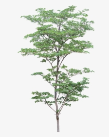 Tree Architecture Png, Transparent Png, Free Download