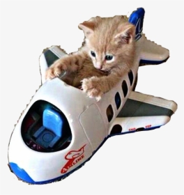 Kitty Kitten Toy Plane Airplane Aeroplane Freetoedit - Kitten Traveler, HD Png Download, Free Download