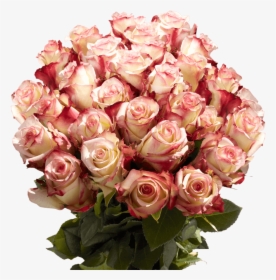 Extra Long Stemmed Burgundy Cream Roses - Garden Roses, HD Png Download, Free Download