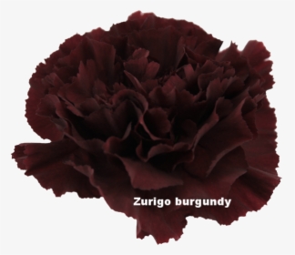 Zurigo Burgundy - Carnation, HD Png Download, Free Download