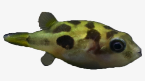 Green Pufferfish, HD Png Download, Free Download