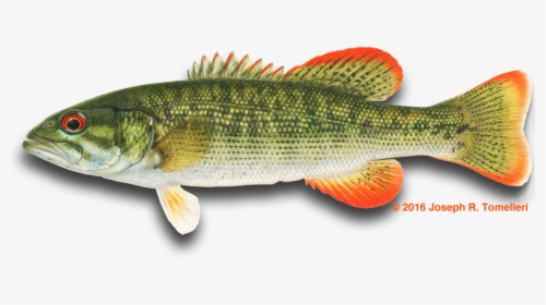 American Fishes - Chattahoochee Bass, HD Png Download, Free Download
