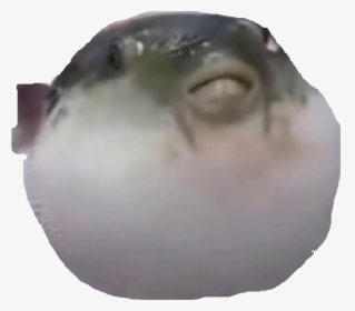 Puffer Fish Meme