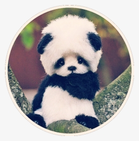 #cute #baby #panda #bear #asian #black #white #small - Cute Baby Little Cute Panda, HD Png Download, Free Download