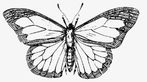 Top, Silhouette, Cartoon, Butterfly, Wings, Insect - Black And White Drawing Butterfly, HD Png Download, Free Download