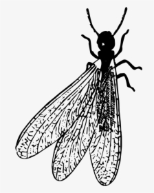 Termite Png Clipart - Termite In Black And White, Transparent Png, Free Download
