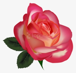 Download Beautiful Rose Image Clipart Png Photo - Best Rose Flower Background, Transparent Png, Free Download