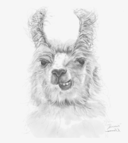 Llama, HD Png Download, Free Download