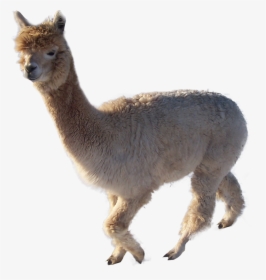 Cuto Out - Alpaca Transparent, HD Png Download, Free Download