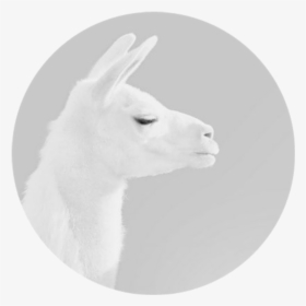 #lama #white #tumblr #png #aesthetic #whiteaesthetic - Llama, Transparent Png, Free Download