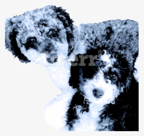 Wire Hair Fox Terrier, HD Png Download, Free Download
