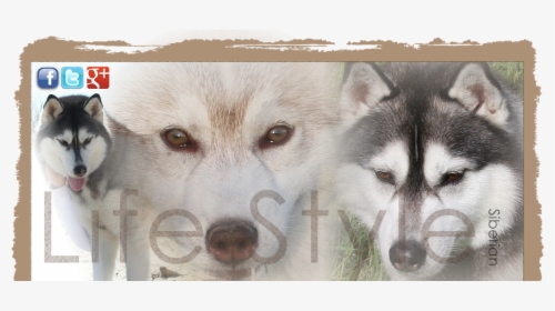 Transparent Masha And The Bear Png - Miniature Siberian Husky, Png Download, Free Download