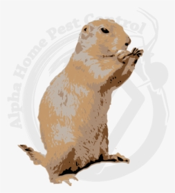Image Is A Gopher Standing Upright - Punxsutawney Phil, HD Png Download, Free Download