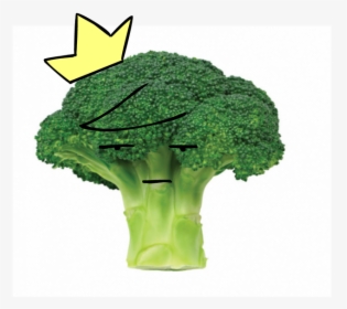 Broccoli, HD Png Download, Free Download