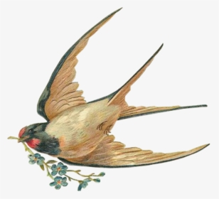 Victorian Swallow Drawing, HD Png Download, Free Download