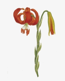 Picture V - Tiger Lily, HD Png Download, Free Download