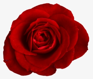 Red Rose, HD Png Download, Free Download