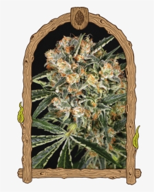 Hippie Therapy Cbd Feminised Seeds"  Title="hippie - Malasana Cookies, HD Png Download, Free Download