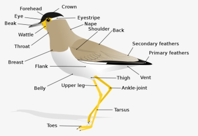 Tarsus Of A Bird, HD Png Download, Free Download