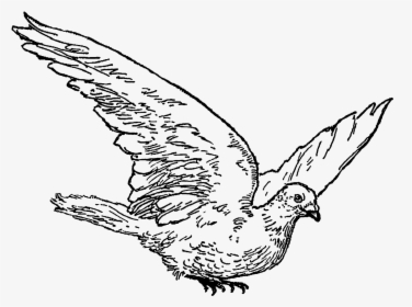 Diving Clipart Dove - Dove Drawing Png, Transparent Png, Free Download