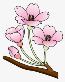 Cherry Blossom Clip Art Free - Cherry Blossom, HD Png Download, Free Download