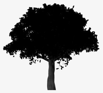 Silhouette Cherry Blossom Tree - Tree Shadow Png, Transparent Png, Free Download