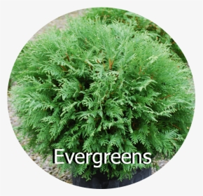 Evergreens - Fern, HD Png Download, Free Download