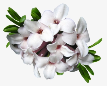 Daphne Evergreen Shrubs - White Flowers Cut Out, HD Png Download, Free Download