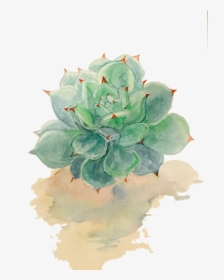 Succulent Plant Watercolor Painting Drawing - Transparent Background Plant Drawing Png, Png Download, Free Download
