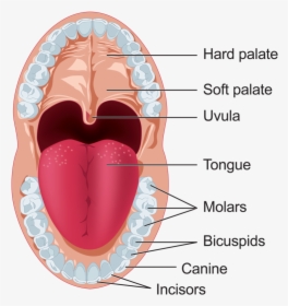Clipart Mouth Digestive System Mouth - Mouth Digestive System Clipart, HD Png Download, Free Download