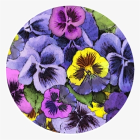 Pansy, HD Png Download, Free Download