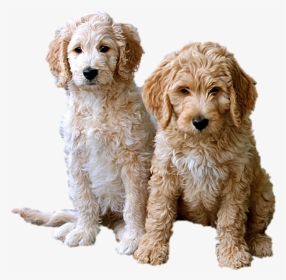 Goldendoodle, HD Png Download, Free Download