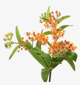 Asclepias Bloem, HD Png Download, Free Download
