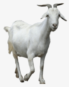 Goat Png Transparent Images - Male Goat Images Png, Png Download, Free Download