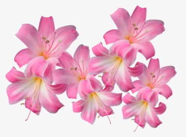 Lily, HD Png Download, Free Download
