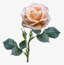 Rose Stem And Leaves, HD Png Download, Free Download