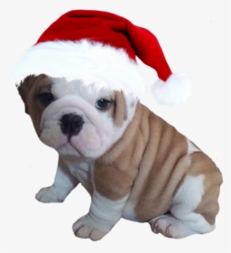 #bulldog #christmas #hat #puppy #puppydog #cute #santa - British Bull Dogs Puppies, HD Png Download, Free Download
