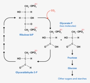 Diagram, HD Png Download, Free Download