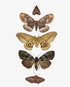 Moth Clipart Tumblr Transparent - Bugs Png, Png Download, Free Download